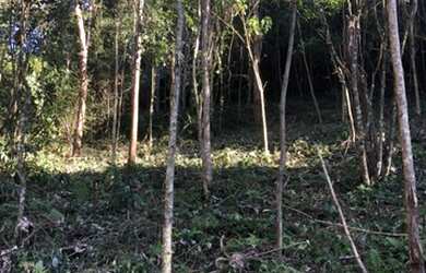 Imagem 8: VENDO CHÁCARA 1 HECTARE NA FAZENDA FIALHO