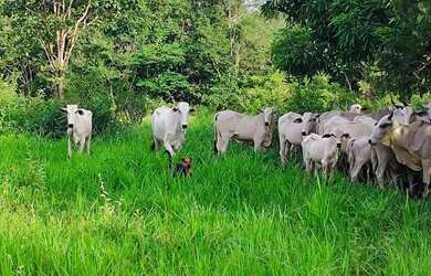 Imagem: A fazenda à venda possui e está localizado em Minaçu, GO