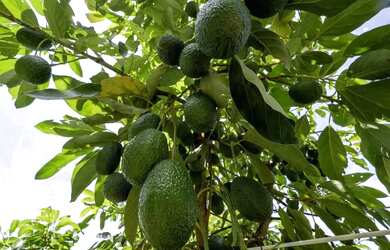 Imagem 8: Ótimo sítio em abacate montado de porteira fechada no interior de São...