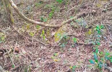 Imagem 15: VENDO CHÁCARA 1 HECTARE NA FAZENDA FIALHO