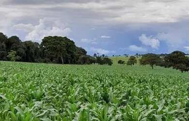 Imagem 5: Chácara de luxo em Trindade-Go 7.68 alqueires