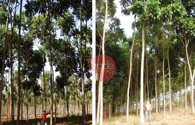 Imagem 5: Fazenda com 1 dormitório à venda, 8820000 m² por R$ 22.000.000,00 -...