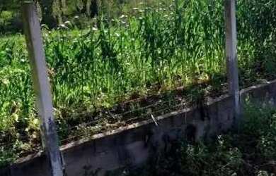 Imagem 6: Chácara. 12.000m² de Área