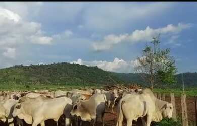 Imagem: A fazenda possui 97000m² de Área e está localizado em Centro