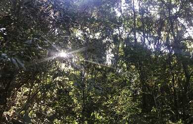 Imagem 14: VENDO CHÁCARA 1 HECTARE NA FAZENDA FIALHO