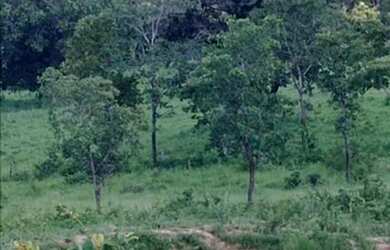 Imagem 3: Fazenda/Sítio a venda com 30Alq. quot 145,2Ha. quot Fazenda Nova/Go