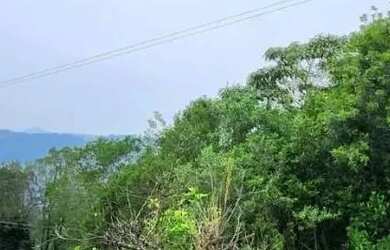 Imagem 9: Terreno para Venda em Nova Petrópolis, Vila Olinda