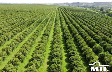 Imagem 3: Fazenda 34 alqueires 164,56 hectares Abadiânia - GO