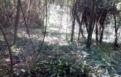 Imagem 4: VENDO CHÁCARA 1 HECTARE NA FAZENDA FIALHO