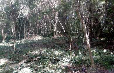 Imagem 9: VENDO CHÁCARA 1 HECTARE NA FAZENDA FIALHO