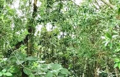 Imagem 12: Terreno para Venda em Nova Petrópolis, Vila Olinda