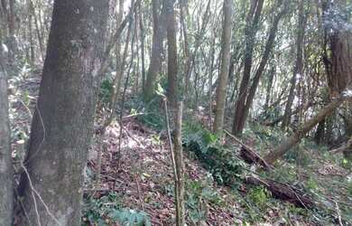 Imagem 11: VENDO CHÁCARA 1 HECTARE NA FAZENDA FIALHO