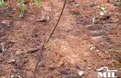 Imagem 5: Fazenda em Goianésia do Pará. > 214 Alq. (1.036 Há