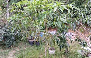 Imagem 5: Villa Suíça. Terreno 359m2. R$175.000,00