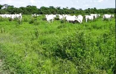 Imagem 3: Fazenda para Venda em Centro Bonfinópolis de Minas-MG - 3037