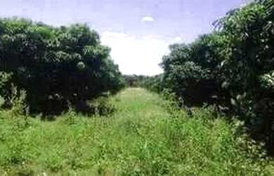 Imagem 8: Terreno, 450m2, Condomínio Recanto das Águas, Petrolina/PE