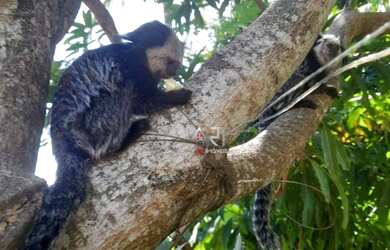 Imagem 13: Excelente Casa 4 dormitórios, 7 vagas - Village do Sol - Guarapari/ES