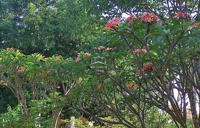 Imagem 12: VENDO LINDA CHACARA DE 7000 M² NA ESTRADA DE ACESSO PARA JURAMENTO COM...