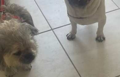 Imagem: Vendo os 2 um de raça