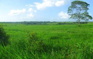 Imagem 6: R$70 milhões Fazenda 850 alqueires no Pará documentada