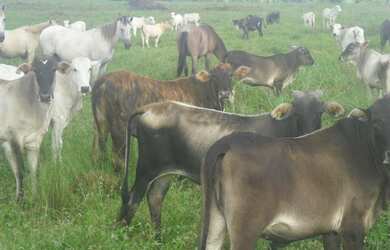 Imagem 3: R$70 milhões Fazenda 850 alqueires no Pará documentada