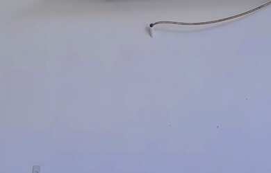 Imagem 6: Alugo Galpão na Rodovia Amaral Peixoto Super Loja estilo Galpão Trevo...