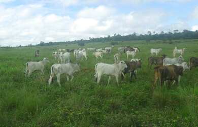 Imagem: A fazenda possui 850-0m² de Área e está localizado em Castanhal
