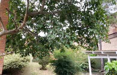 Imagem 14: SãO PAULO - Casa Padrão - Jandira