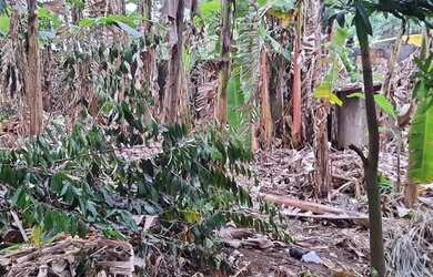 Imagem 7: Terreno com 523m2 no Jardim Guanabara - Rio de Janeiro - RJ