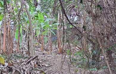 Imagem 5: Terreno com 523m2 no Jardim Guanabara - Rio de Janeiro - RJ