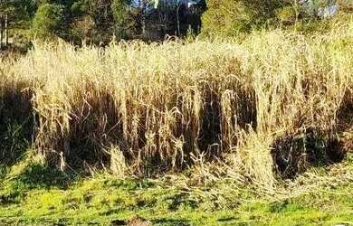 Imagem 2: Terreno à Venda em Gramado