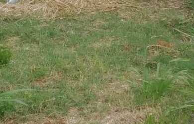 Imagem: O terreno possui 128m² de Área e está localizado em Campo