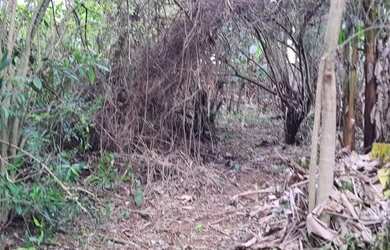 Imagem 6: Terreno com 523m2 no Jardim Guanabara - Rio de Janeiro - RJ