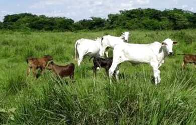 Imagem: A fazenda possui 7.000m² de Área e está localizado em Bonfinópolis