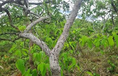 Imagem 2: Fazenda 2.750 hectares valor 8.250.000