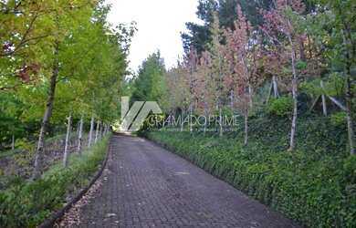 Imagem 13: ÓTIMO SÍTIO EM GRAMADO PARA SE INVESTIR