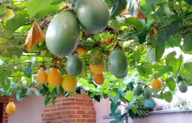 Imagem 16: CAMPO LIMPO PAULISTA - Casa Padrão - Vila Olímpia