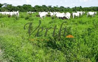 Imagem: A fazenda possui 5.000m² de Área e está localizado em São