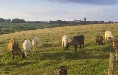 Imagem: Sítio a venda na região de São pedro sp