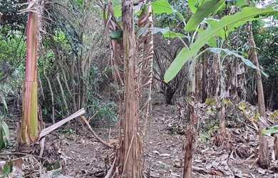 Imagem 8: Terreno com 523m2 no Jardim Guanabara - Rio de Janeiro - RJ
