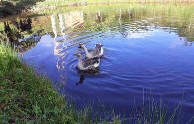 Imagem: A fazenda possui 25000m² de Área e está localizado em Domingos