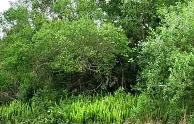 Imagem 10: Terreno para Venda em Nova Petrópolis, Vila Olinda