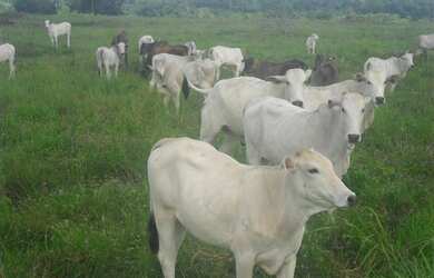 Imagem 7: R$70 milhões Fazenda 850 alqueires no Pará documentada