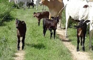 Imagem 5: Fazenda para Venda em Centro Bonfinópolis de Minas-MG - 3037