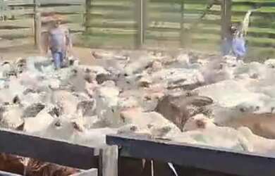 Imagem: A fazenda está localizado em Setor Central, Goiânia à venda