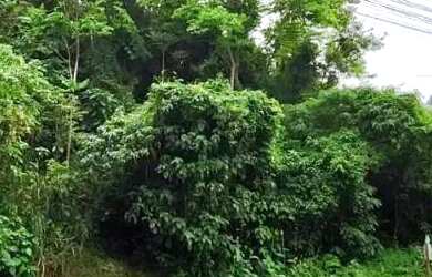 Imagem 2: Terreno para Venda em Nova Petrópolis, Vila Olinda