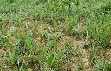 Imagem 16: Fazenda 158 hectares valor 1.120.000