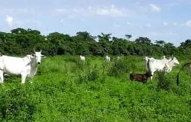 Imagem 4: Fazenda para Venda em Centro Bonfinópolis de Minas-MG - 3037
