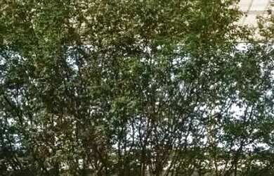 Imagem 11: Lote em Condomínio Plateau D or , Goiânia - GO- Goiânia - GO