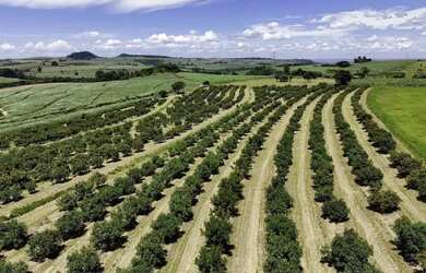 Imagem 9: Ótimo sítio em abacate montado de porteira fechada no interior de São...